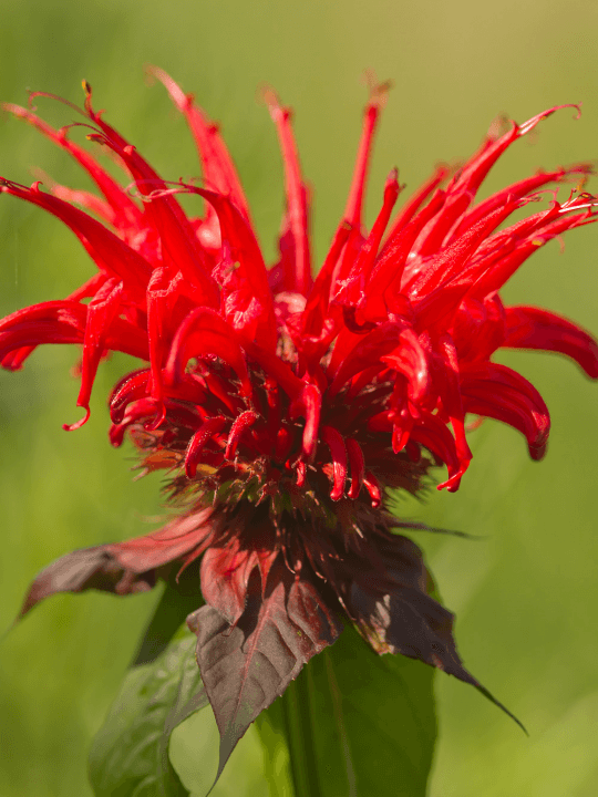 Monarda Jacob Cline